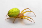 gewone komkommerspin (araniella cucurbitina) 6-2013 1012